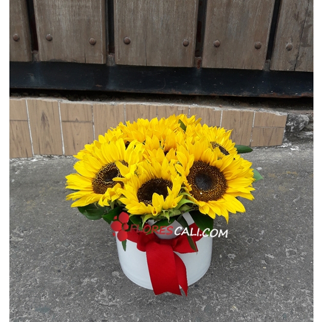 Cilindro con Girasoles Floristerias en Cali San Valentin