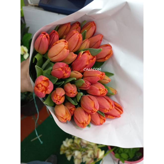Bouquet de 26 tulipanes en cali